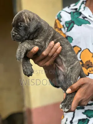1-3 months Female Purebred Cane Corso