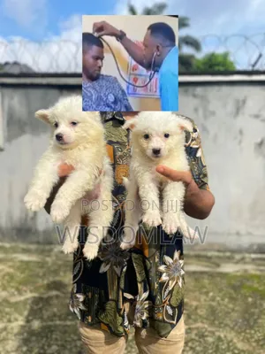 1-3 months Female Purebred American Eskimo