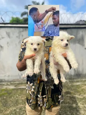1-3 months Female Purebred American Eskimo