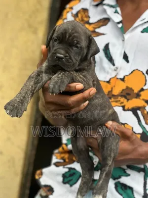 1-3 months Female Purebred Cane Corso