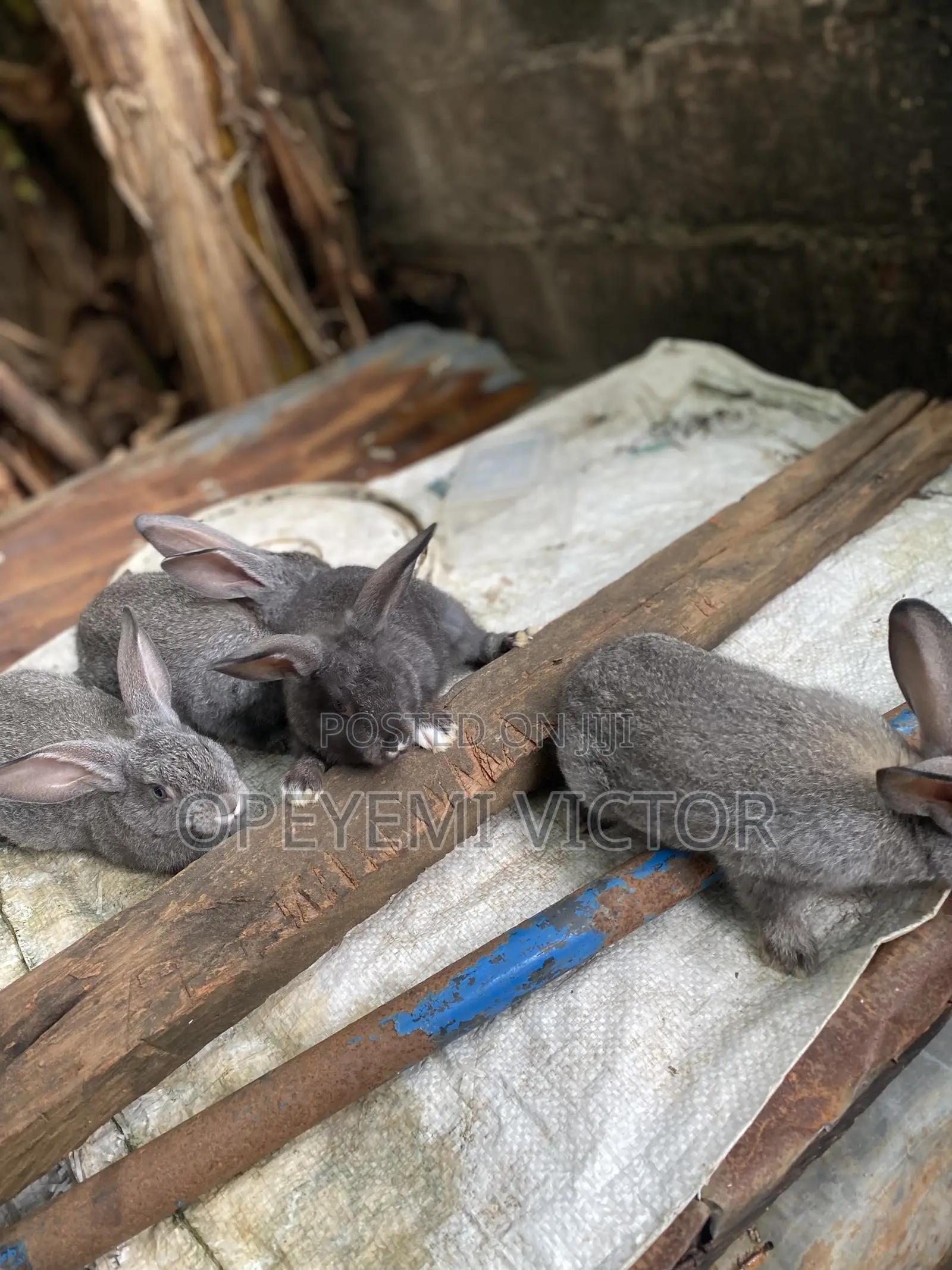 Rabbit Bunnies
