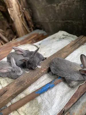 Rabbit Bunnies