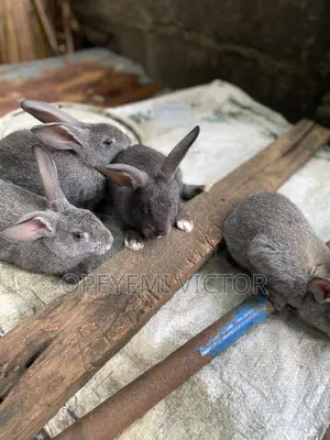 Rabbit Bunnies
