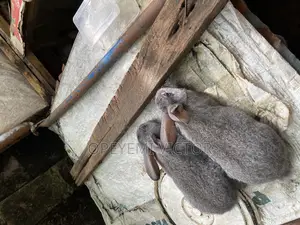 Rabbit Bunnies