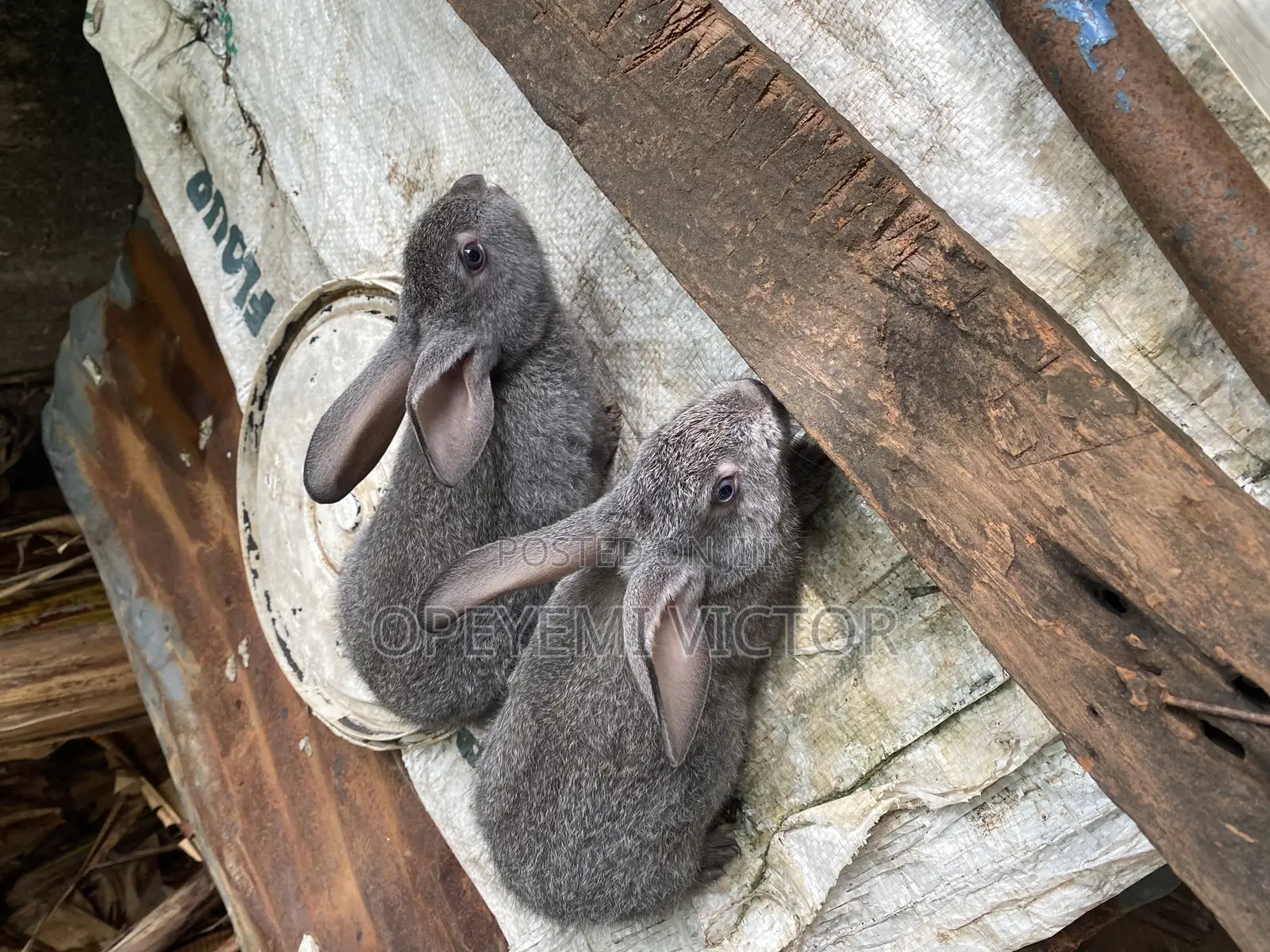 Rabbit Bunnies