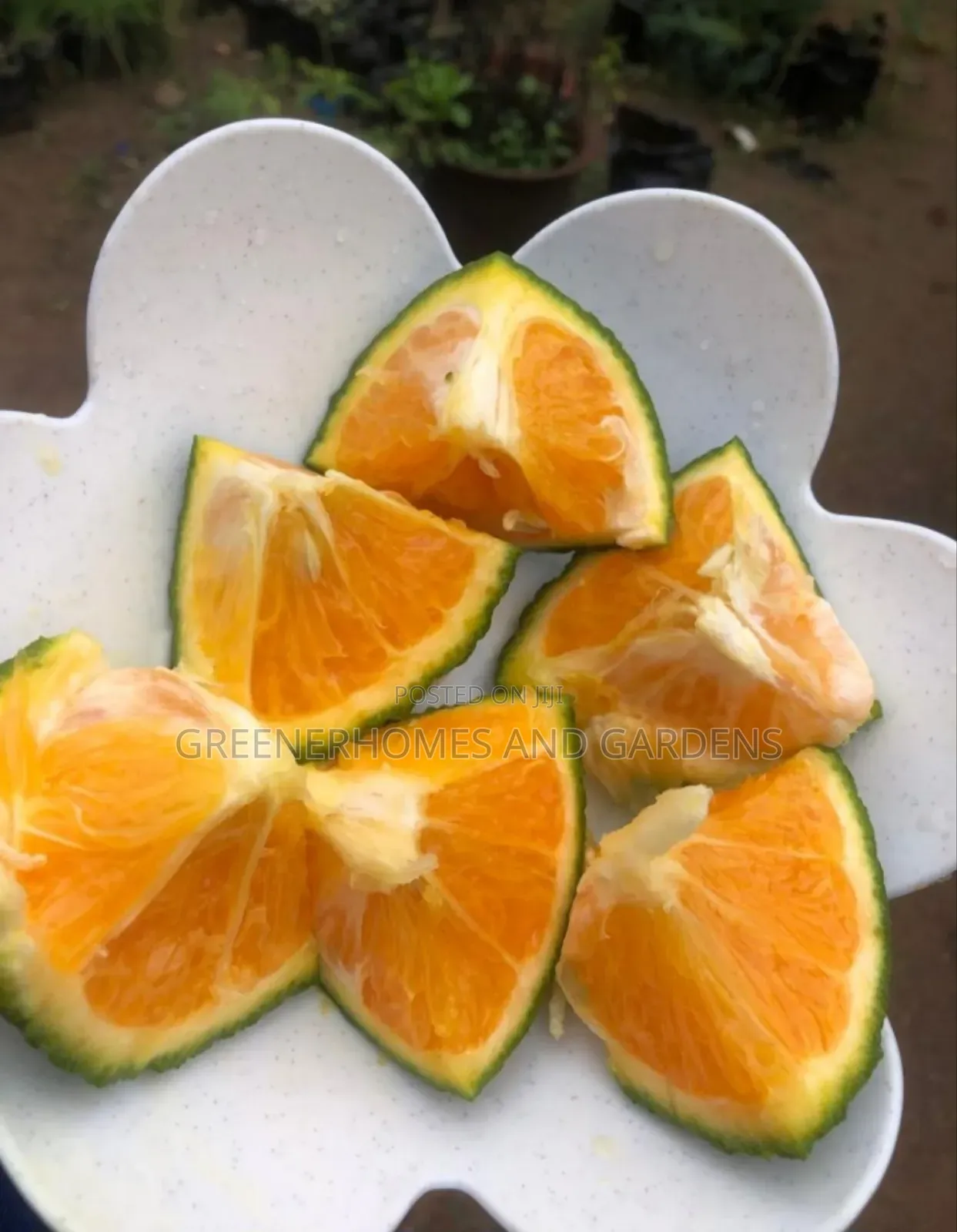 Kings Orange