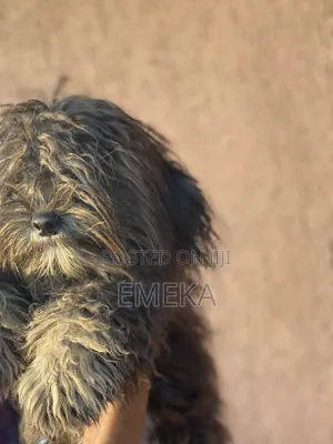 6-12 months Male Purebred Lhasa Apso