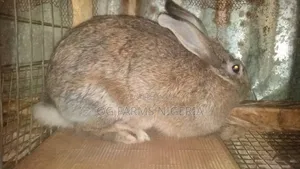 Quality Breeding Stock Pregnant Rabbit