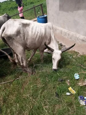 We Sale Cow, We Are Legit, We Have Our Business Registered