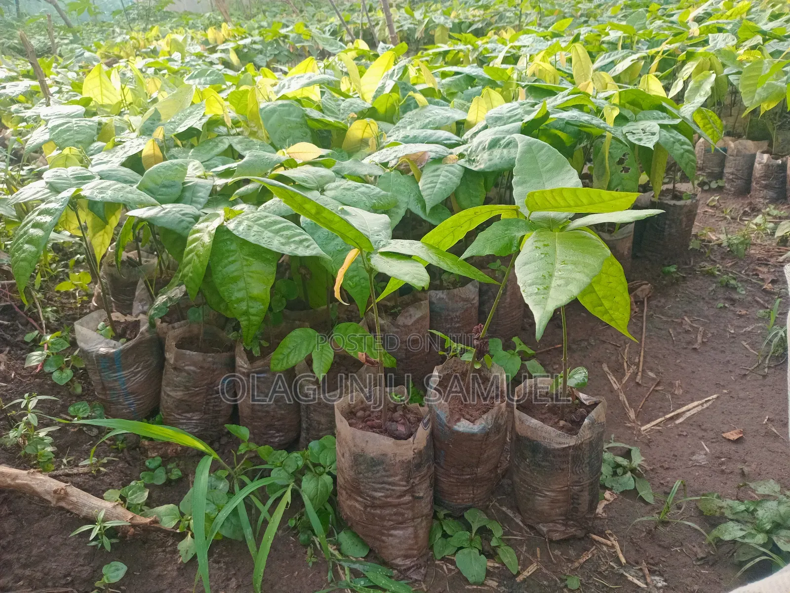 Cocoa for Sale