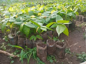 Cocoa for Sale