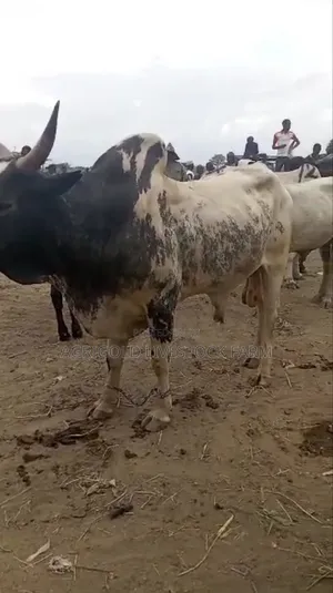 Matured Cow