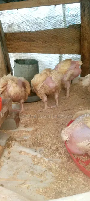 Broiler Chicks for Sale