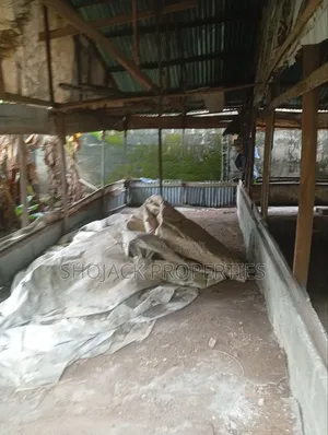 For Lease: Poultry Farm, Igbo Etche- Oilmill Axis