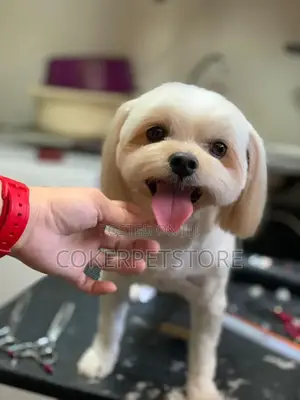 Professional Pet Grooming Services