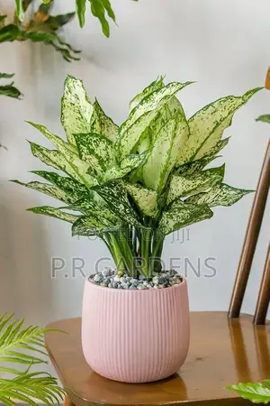 Aglaonema Plant