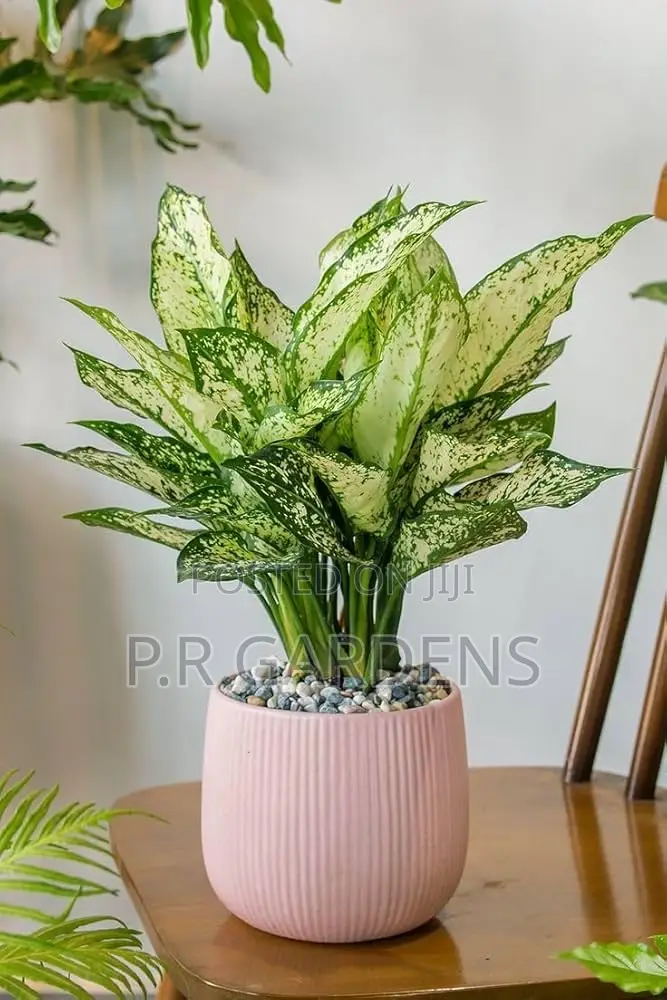 Aglaonema Plant