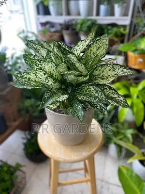 Aglaonema Plant