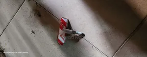 Spark Plug