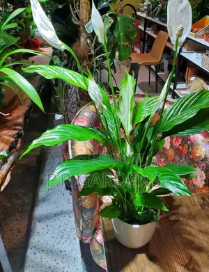 Peace Lily