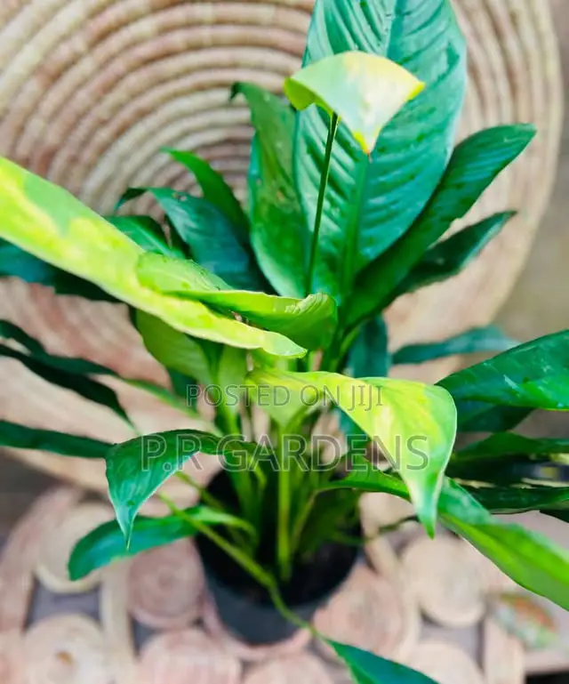 Peace Lily