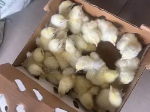 Day Old Chicks