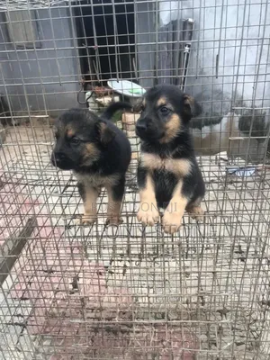 1-3 months Female Purebred German Shepherd