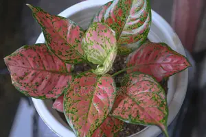 Aglaonema Plant