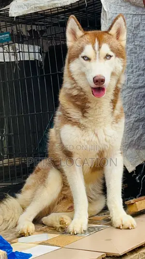 1+ year Male Purebred Siberian Husky