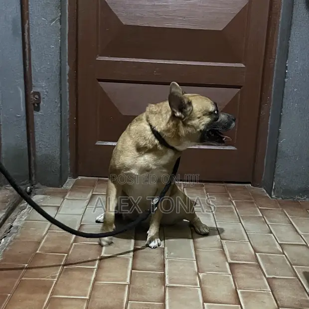 1+ year Male Purebred French Bulldog in Ogudu Dogs Puppies