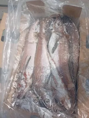 Hake (Panla)Fish