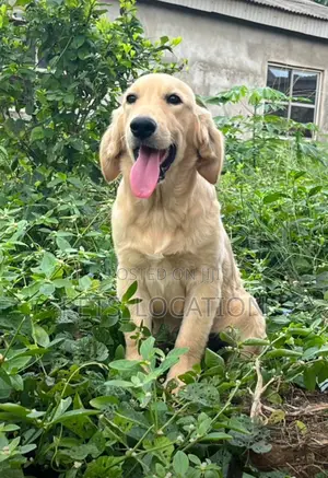3-6 months Male Purebred Golden Retriever