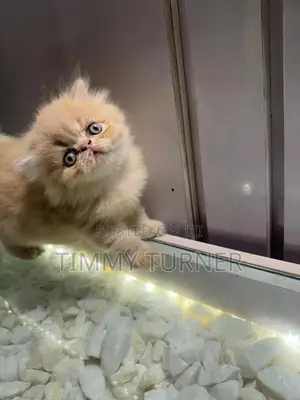1-3 months Male Purebred Persian