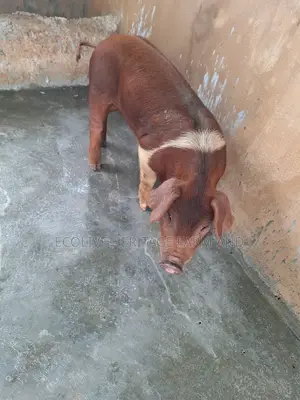 Premium Duroc – Ready for New Homes