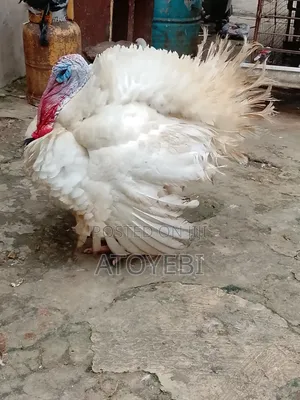 Invest in Imported Turkey