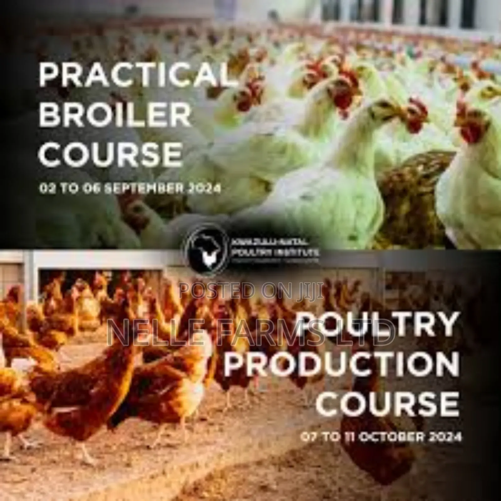 Comprehensive Training On Poultry Farming (A-z)