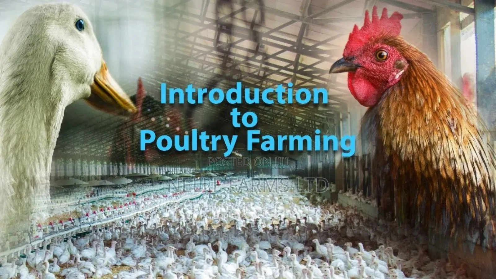 Comprehensive Training On Poultry Farming (A-z)