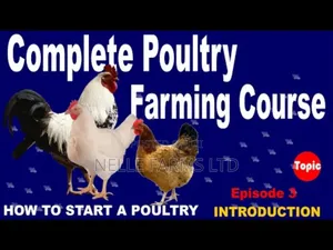 Comprehensive Training On Poultry Farming (A-z)