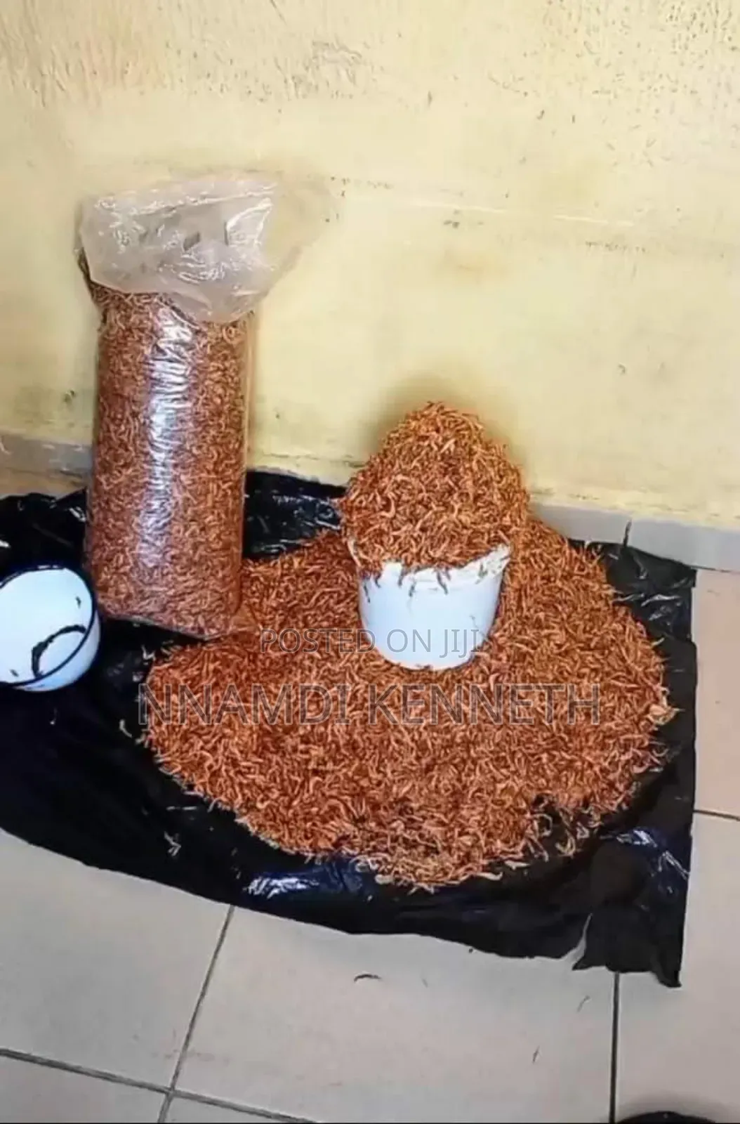 Oron Crayfish