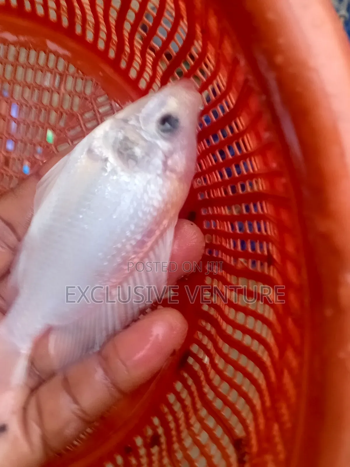 Tilapia Red And Black Breed