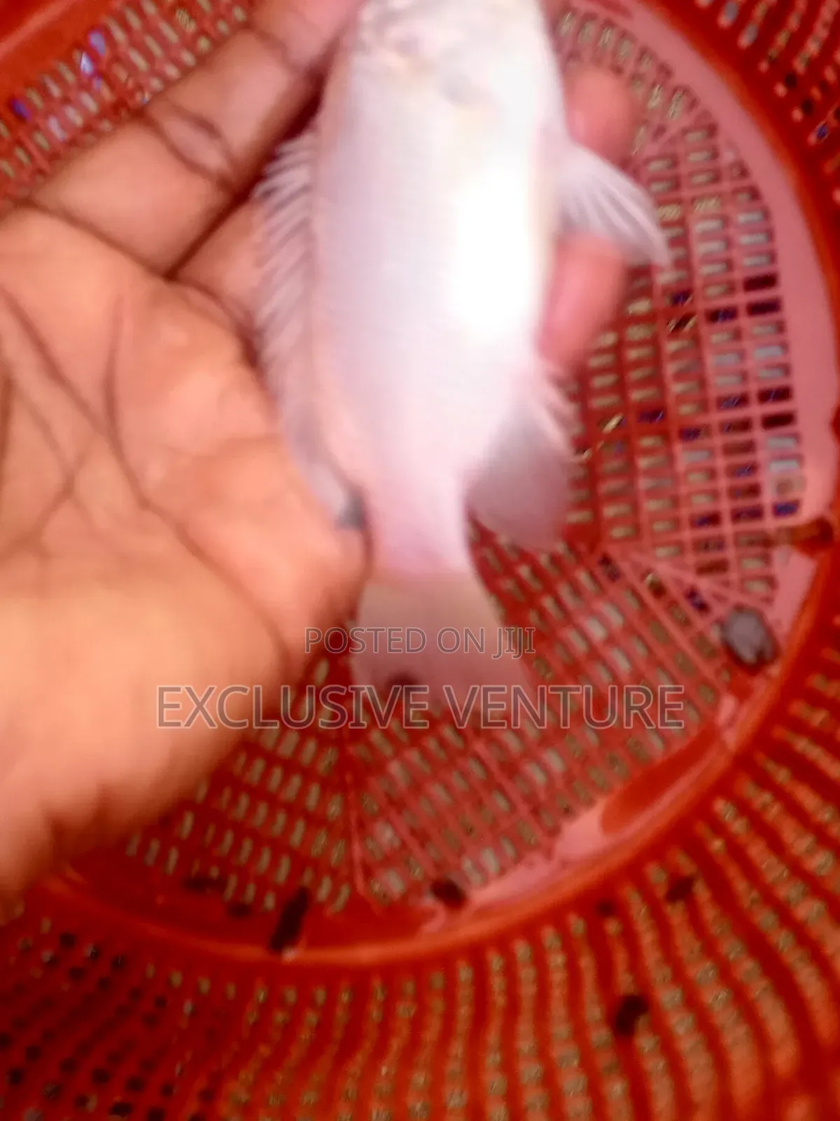 Tilapia Red And Black Breed