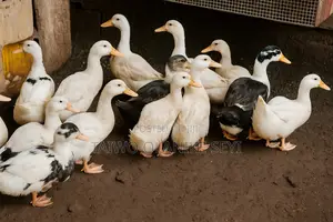 Jumbo Pekin Duck