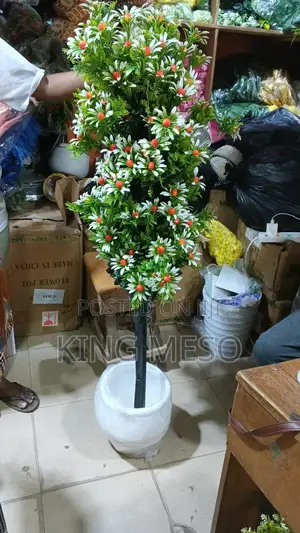 Fruit Tree and Plant Available