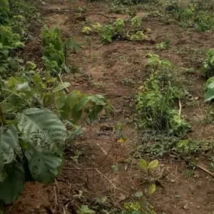Half of Land Available
