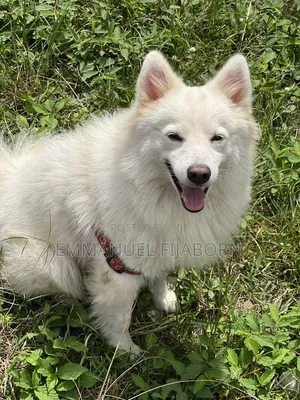 1+ year Male Purebred American Eskimo