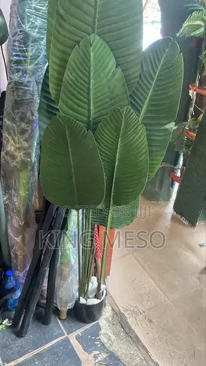 Banana Plant
