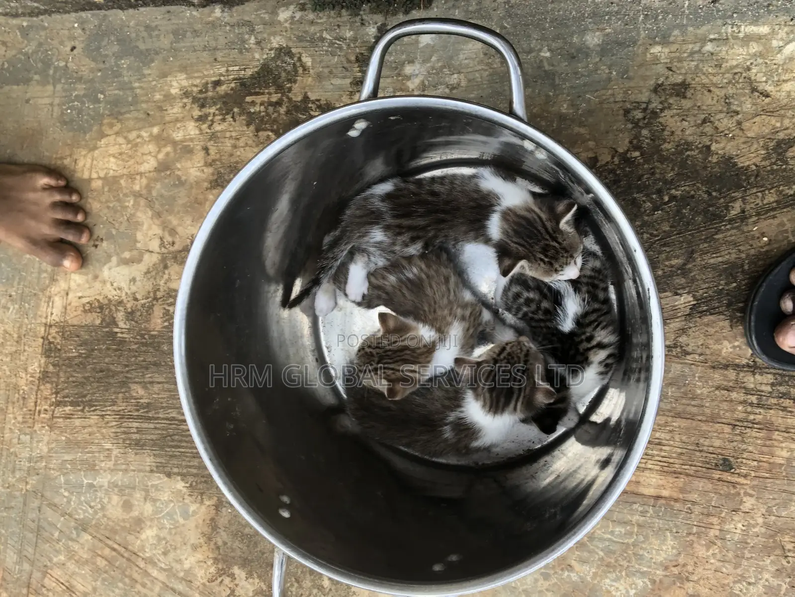 1-3 months Female Mixed Breed Tabby