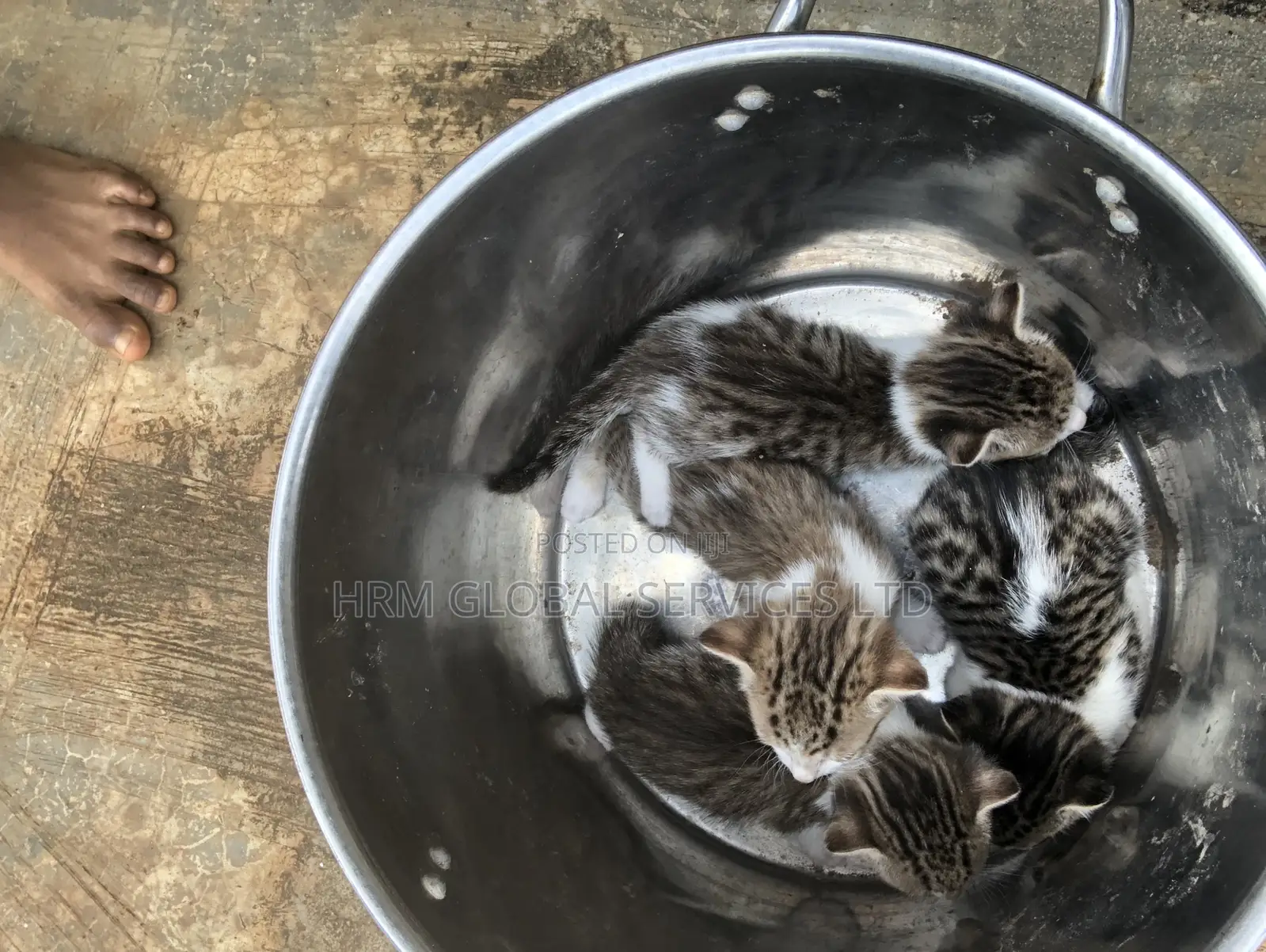 1-3 months Female Mixed Breed Tabby