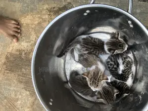 1-3 months Female Mixed Breed Tabby