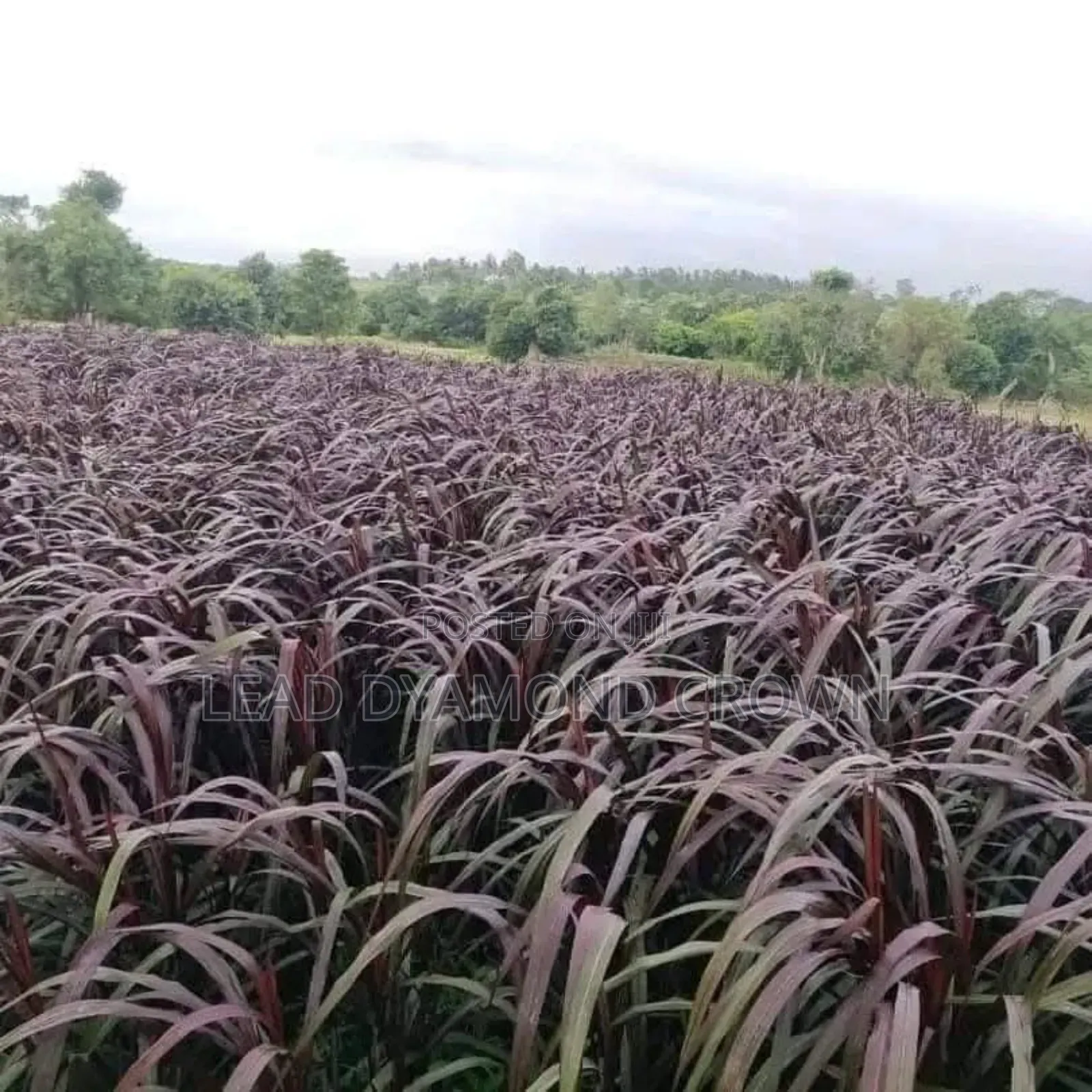 Australian Red Napier Cuttings